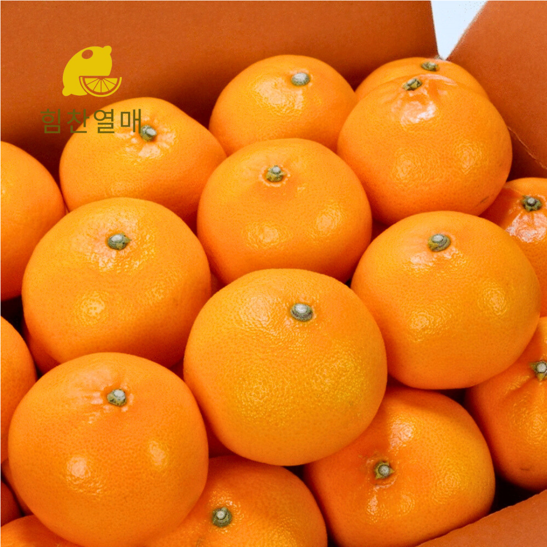 제주 천혜향 고당도 가정용 선물용 3kg 5kg - 상세 이미지 2
