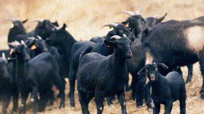 흑염소즙 흑염소엑기스진액 흙염소 무항생제 임신준비 임산부 산모영양 출산 산후조리선물 1박스