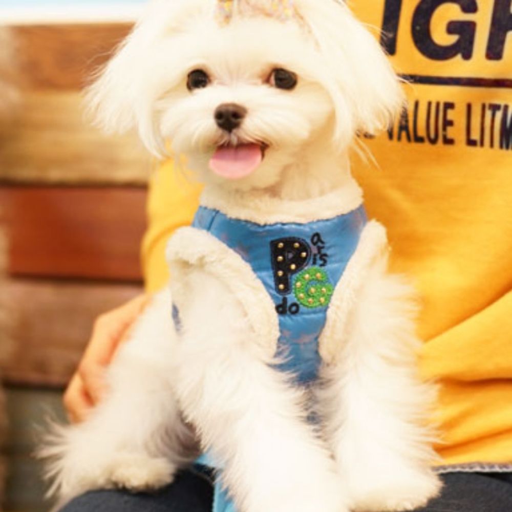 패리스독 강이지 리드줄 하네스 애견 개줄 패딩 블루 - 상품 이미지