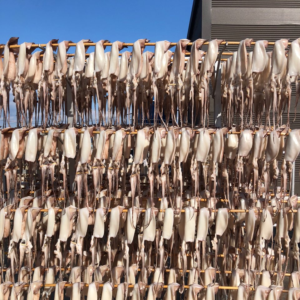 포항 구룡포 반건조 오징어 피데기 5미 850g 해풍건조 - 상세 이미지 5