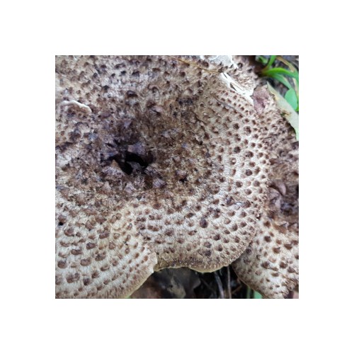 건강한 옵션! 100% 국내산 생 능이버섯 500g - 이창순 자연산 능이버섯 - 상세 이미지 3