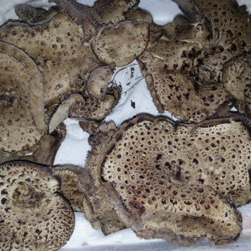 건강한 옵션! 100% 국내산 생 능이버섯 500g - 이창순 자연산 능이버섯 - 상세 이미지 5
