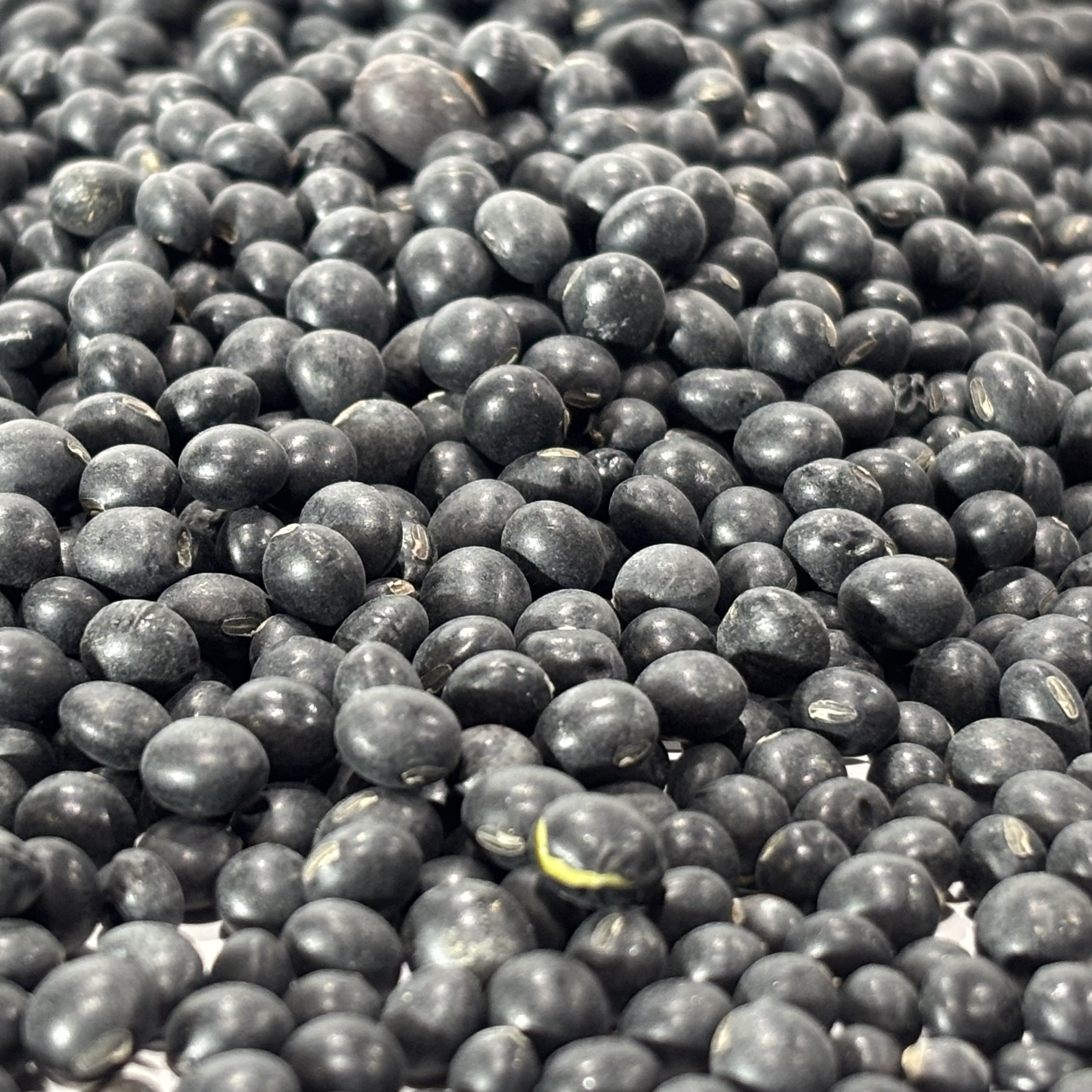 국산 검정콩 약콩(쥐눈이콩) 500g 이미지 7