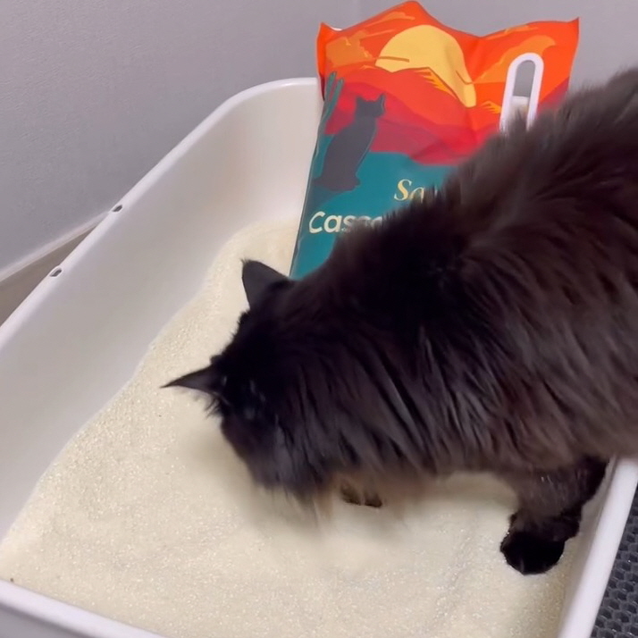 2+1 사바나 프리미엄 카사바 고양이 모래 탈취제 세트 3kg