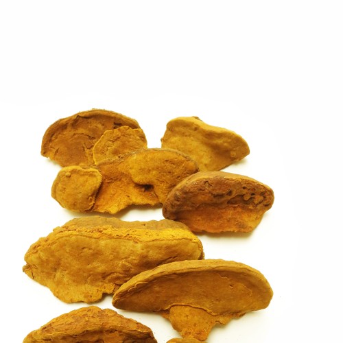 premium 3년산 상황버섯 1년 2개월분 - 상품 이미지