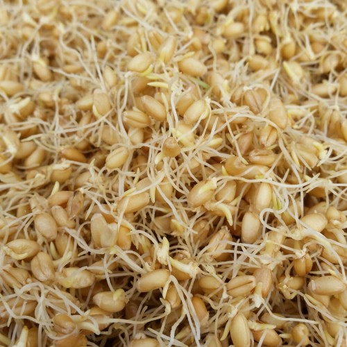 선한옹기셋트-된장1kg,고추장1kg(프리미엄) - 상세 이미지 3