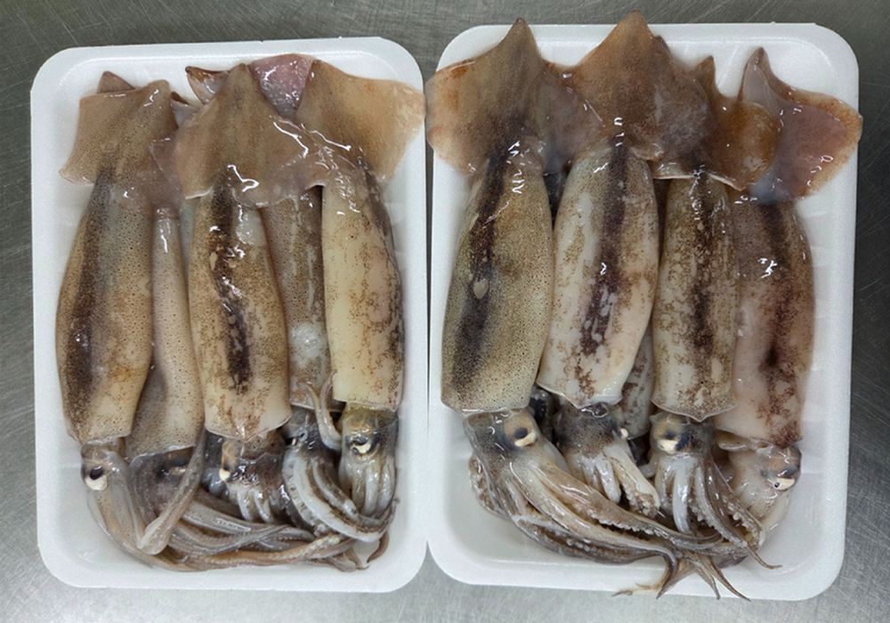 초코 채낚기 한입 통찜 오징어 선동 동해원양산 팩포장 - 상품 이미지