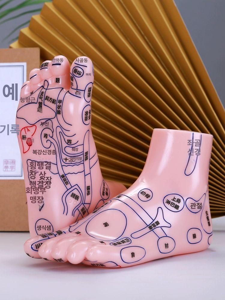 모형 지압표 마네킹 인체 점혈 교습 발반사구 발마사지 15cm+삼각형 마사지 스틱 - 상세 이미지 3