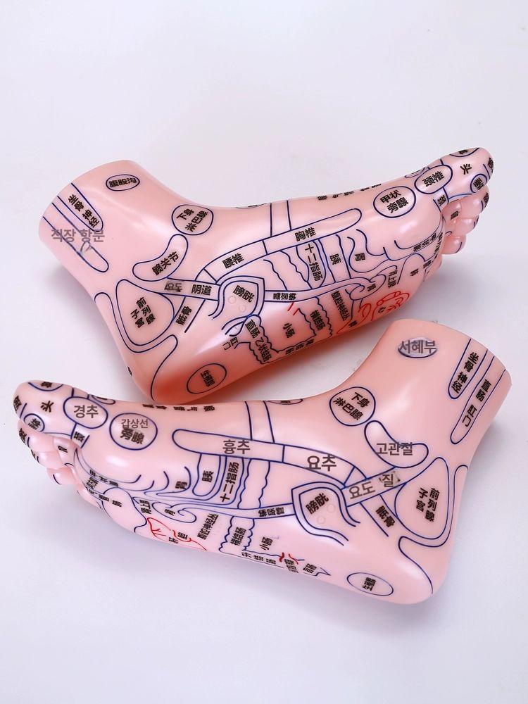 모형 지압표 마네킹 인체 점혈 교습 발반사구 발마사지 15cm+삼각형 마사지 스틱 - 상세 이미지 5