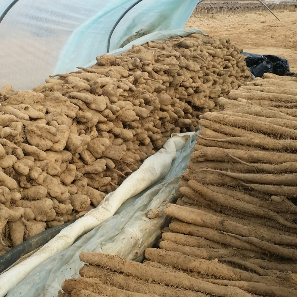 국내산 안동마 생마 산지직송 알뜰 중품 특품 1kg - 상세 이미지 4