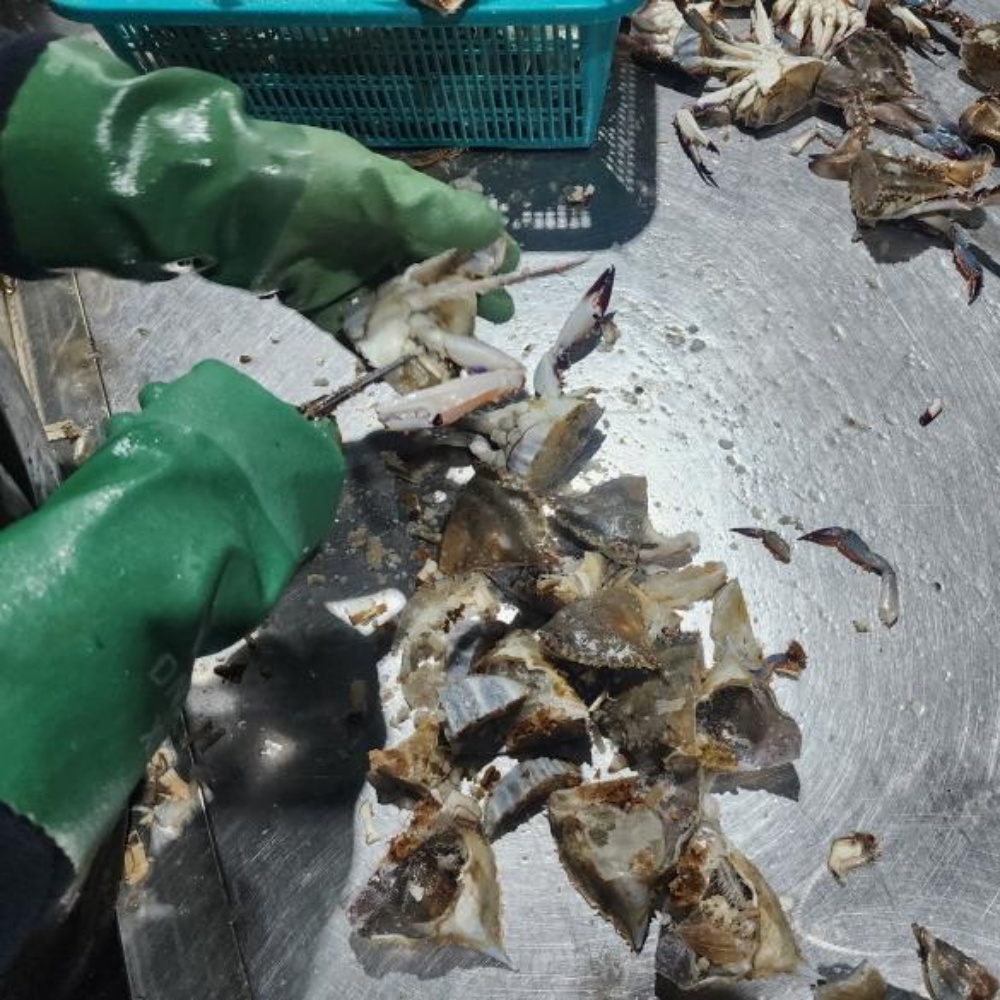 절단 꽃게 냉동 절단게 급냉 손질 국내산 신진도 꽃계 국산 꽃개 게장용 800g, 1개 - 상세 이미지 4