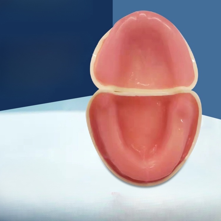 치아모형 구강구조 치과 임플란트 교육 실습용 정밀 해부학적 무치악 상하악 분리형 - 상세 이미지 3