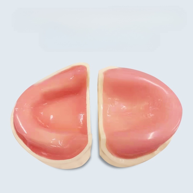 치아모형 구강구조 치과 임플란트 교육 실습용 정밀 해부학적 무치악 상하악 분리형 - 상세 이미지 2