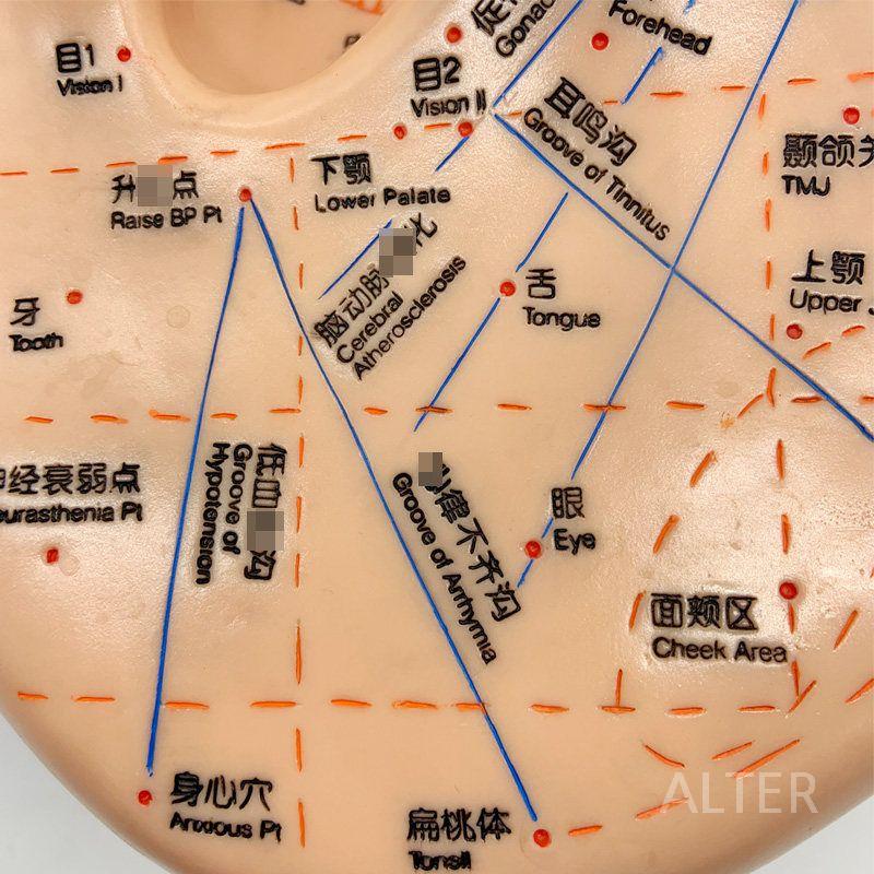 40cm 대형 귀 피규어 교육 혈자리 해부학 모형 40cm 귀 모델 - 상세 이미지 4