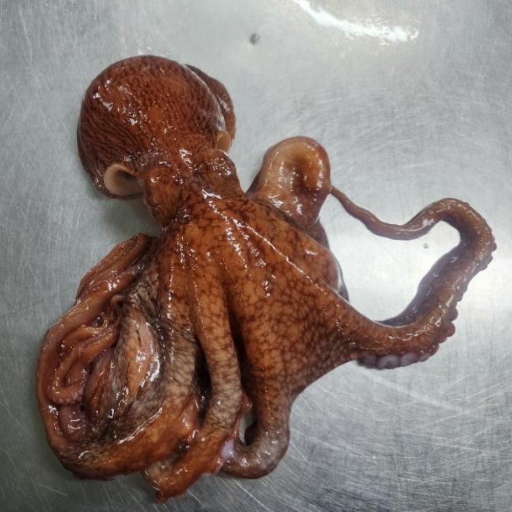 피문어 자숙 문어 활문어 참문어 동해 속초 자연산 대문어 제수용 포항 숙회 강원도 1kg - 상세 이미지 2
