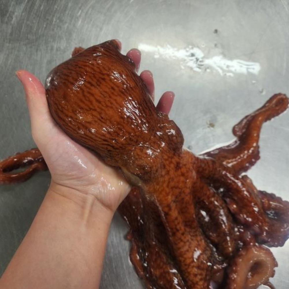 피문어 자숙 문어 활문어 참문어 동해 속초 자연산 대문어 제수용 포항 숙회 강원도 1kg - 상세 이미지 3