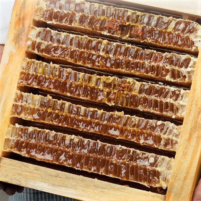 전북 완주 벌집꿀 1.8kg 2kg 사양 밀랍 꿀선물 - 상세 이미지 2