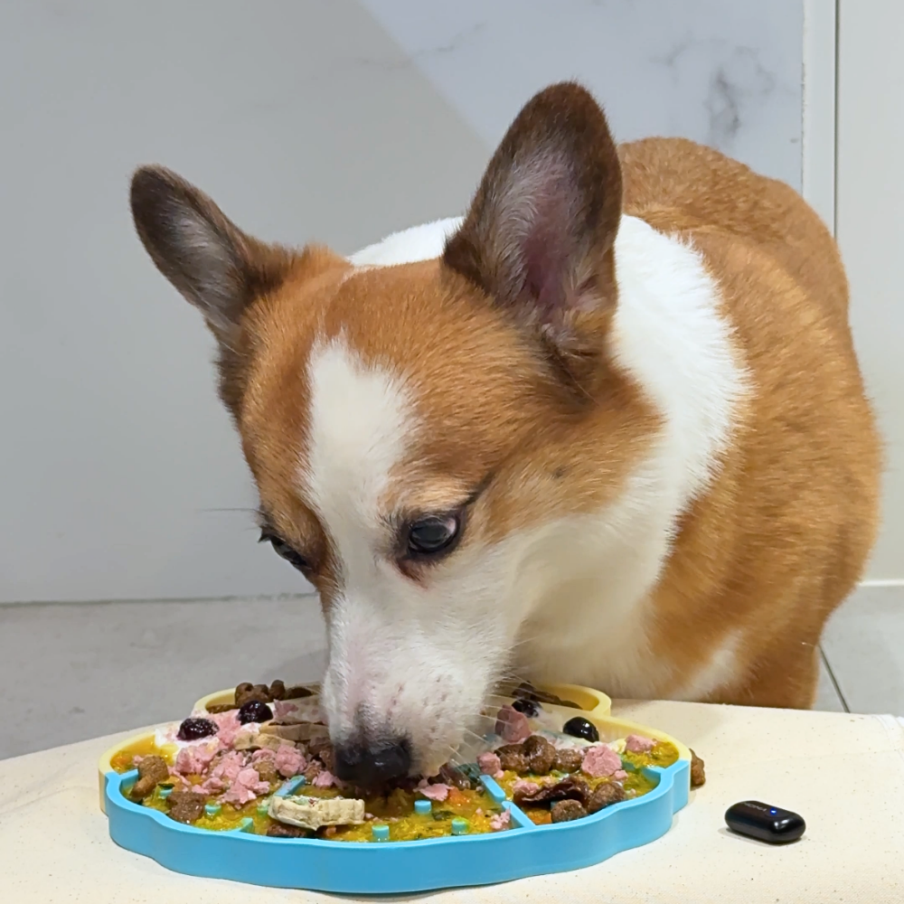 뽀뽀쉘 실리콘 슬로우 식기 강아지밥그릇 양면 고양이 물그릇