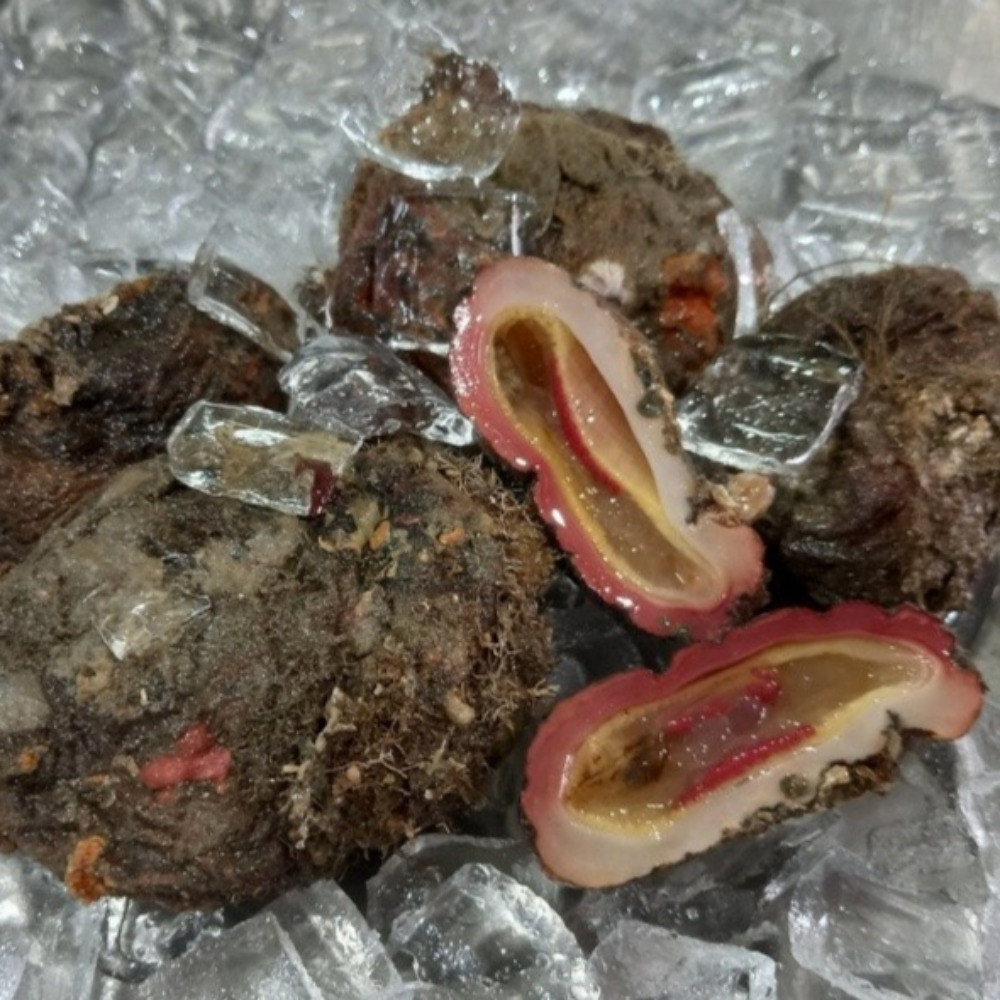 통영 자연산 활 꽃멍게 돌멍게 해녀 손질 - 상세 이미지 4