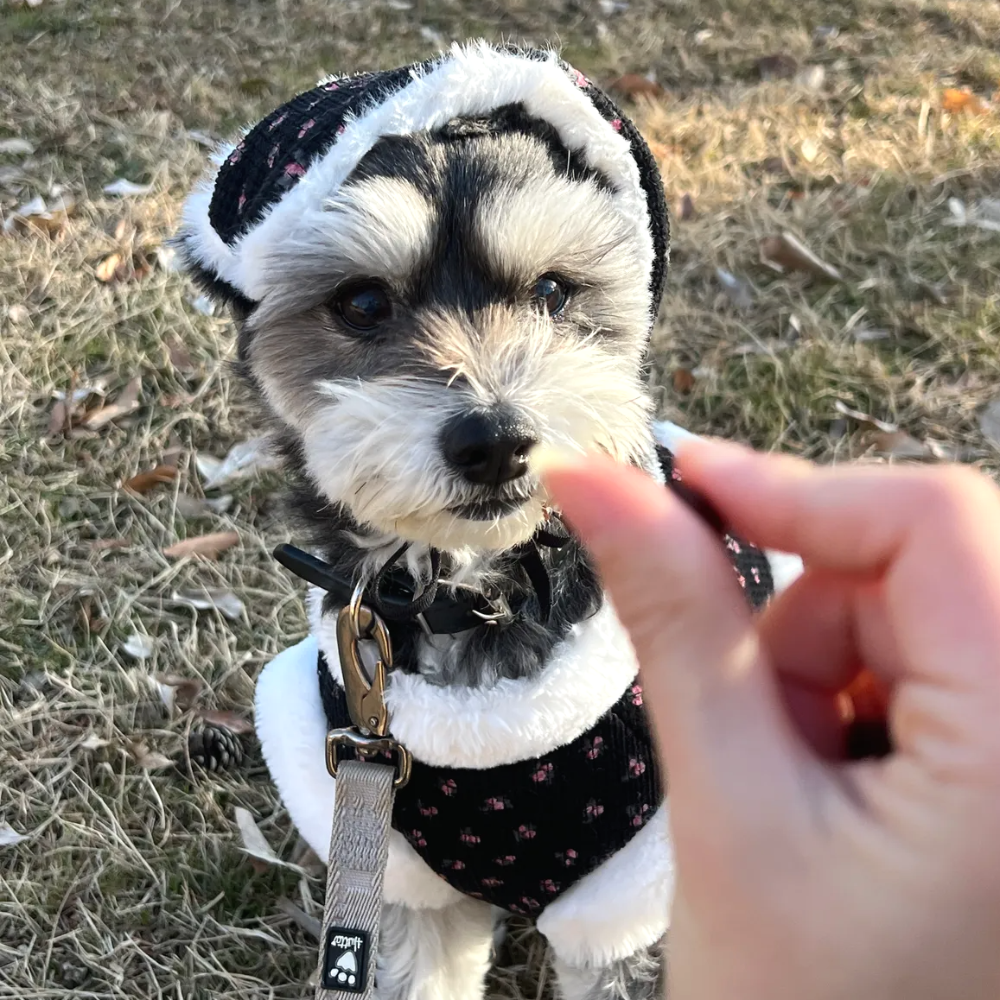 강아지 고양이 겨울한복 귀도리 강아지 한복 케이프 - 상품 이미지