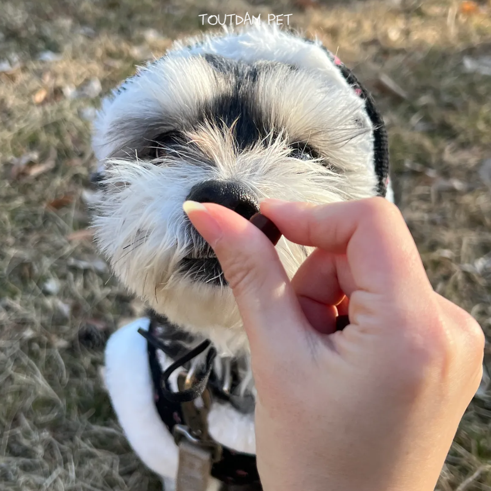 뚜담펫 강아지겨울한복 강아지 고양이 한복 케이프 - 상세 이미지 4