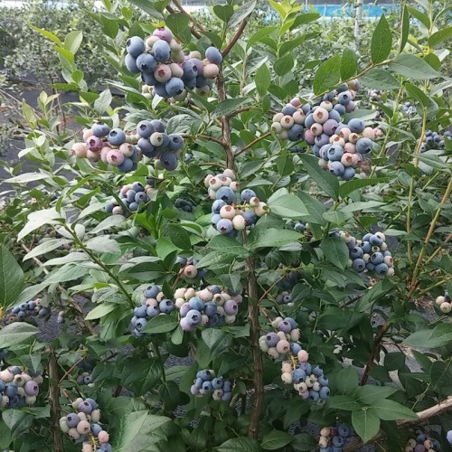 친환경 냉동 블루베리 10kg 햇블루베리 급냉 효소 - 상세 이미지 4