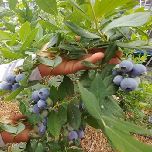 친환경 냉동 블루베리 10kg 햇블루베리 급냉 효소 - 상세 이미지 5