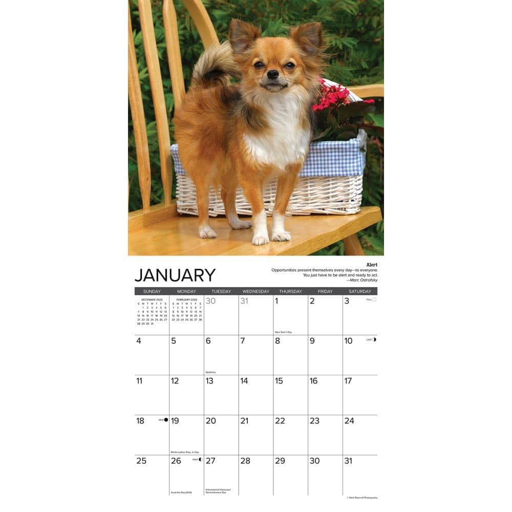 Chihuahua Rules 2026 30.5cm x 12인치) 30.5cm(12인치 벽 달력 - 상세 이미지 3