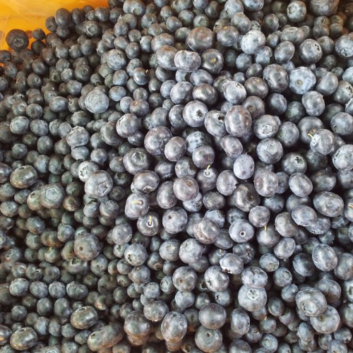 친환경 냉동 블루베리 10kg 햇블루베리 급냉 효소 - 상세 이미지 3