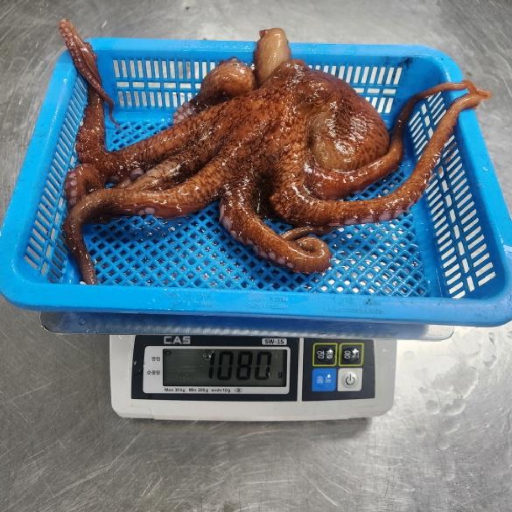피문어 자숙 문어 활문어 참문어 동해 속초 자연산 대문어 제수용 포항 숙회 강원도 1kg - 상세 이미지 4