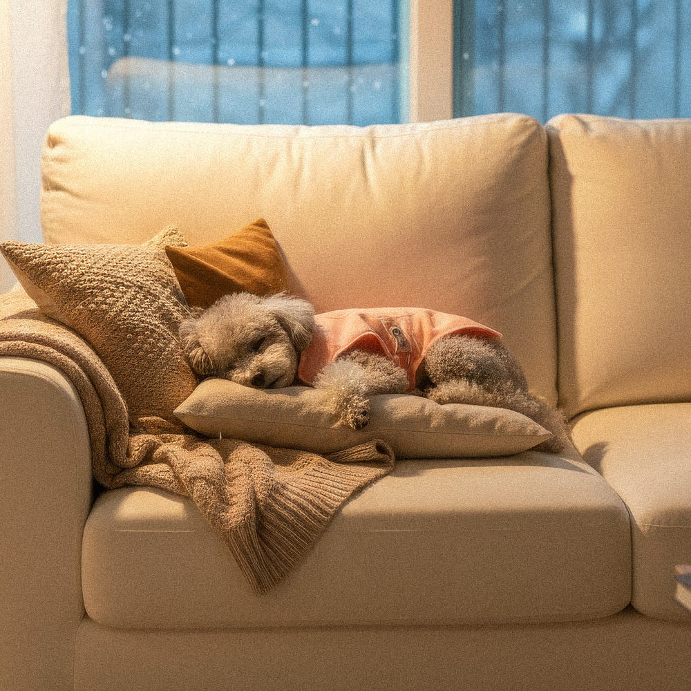 하웃 강아지 실내복 조끼 해충방지옷 에코가드 나시티