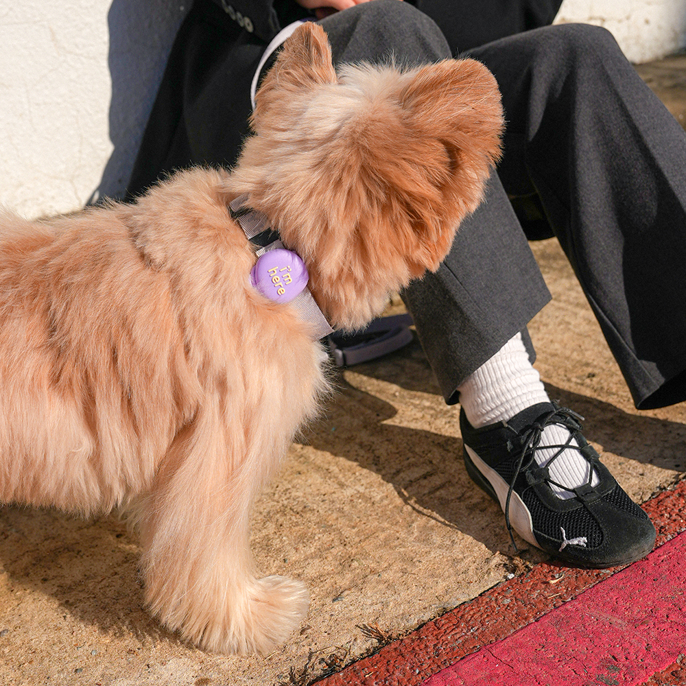 마이플러피 파인드미 강아지목줄 위치추적기 스마트태그 에어태그 이미지 3