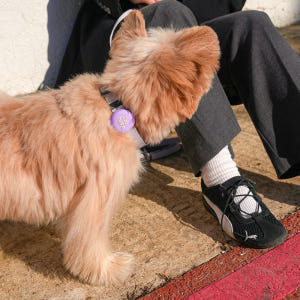 마이플러피 파인드미 강아지목줄 위치추적기 스마트태그 에어태그 솔직 후기 | 실제 사용자 리뷰 총정리 - 상품 이미지 3