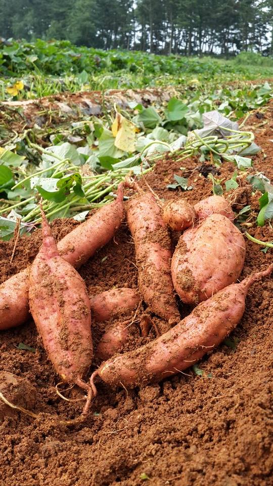 유기농인증 꿀 고구마 10kg, 1개 - 상세 이미지 3