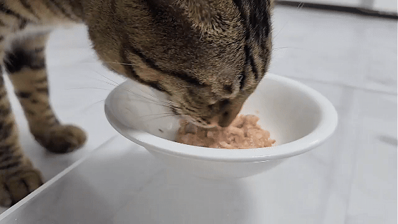 미아오 캔 고양이 습식 간식 참치, 80g, 1개 - 상세 이미지 3