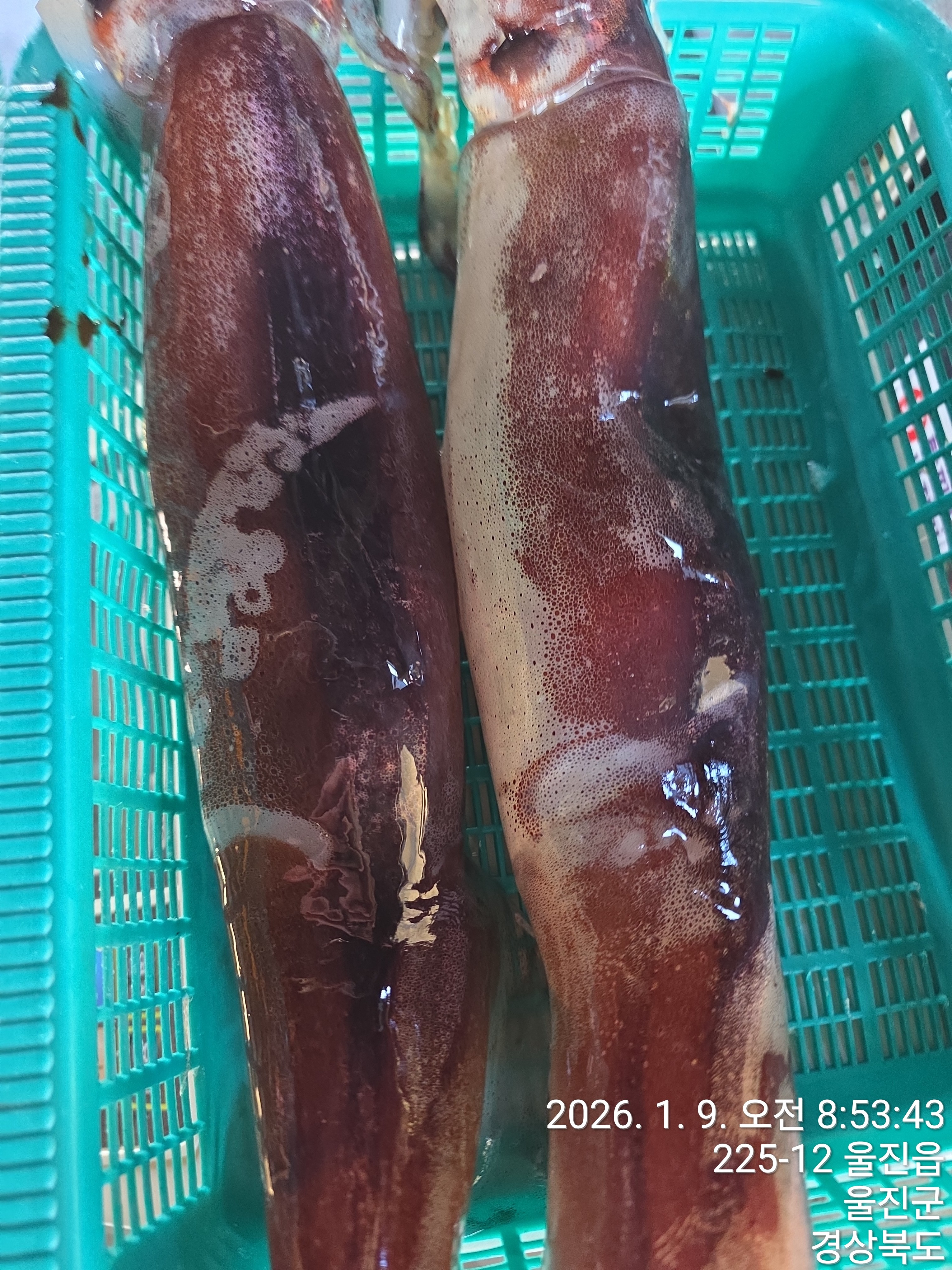 당일조업 제철 동해안 생물 활 오징어 횟감용 1kg 5-8미 - 상세 이미지 5