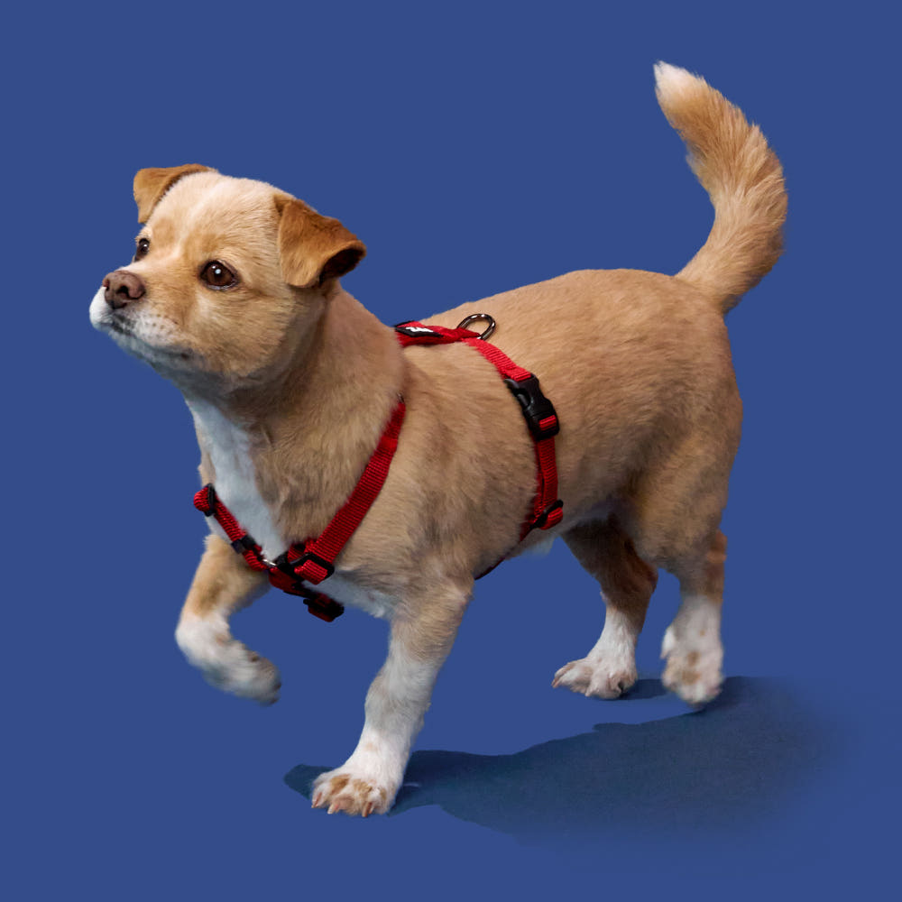 [강형욱X퍼피즈] 퍼피즈 어드벤처 가슴줄 (기본형), 강아지 하네스 목줄 산책줄