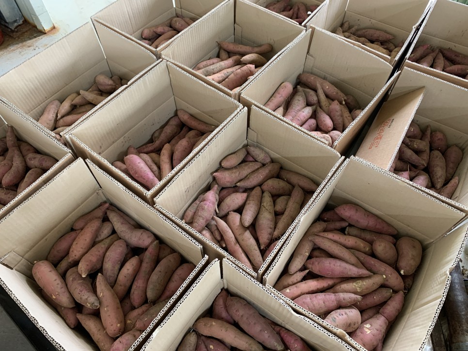 유기농인증 꿀 고구마 10kg, 1개 - 상세 이미지 4
