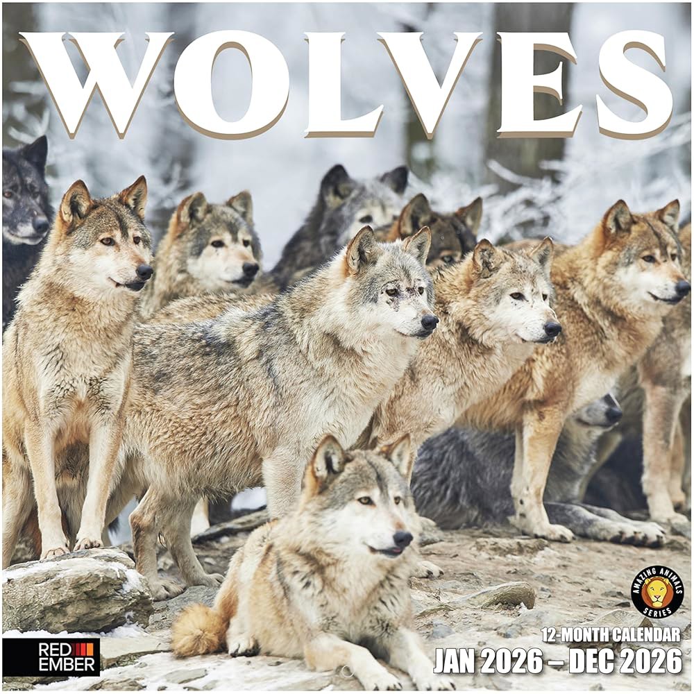 Wolves 2026 벽 달력 12개월 24인치) 선물 61cm(12인치 종이 때 30.5cm 두껍고 튼튼한 펼쳤을 01 - Wolves New 2026 - 상품 이미지
