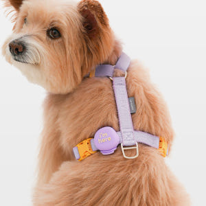 마이플러피 파인드미 강아지목줄 위치추적기 스마트태그 에어태그 솔직 후기 | 실제 사용자 리뷰 총정리 - 상품 이미지 2