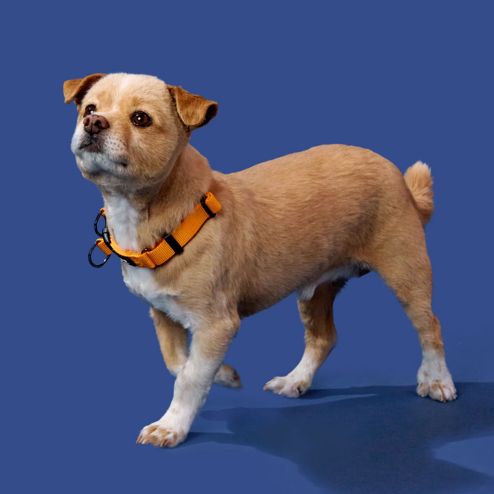 [강형욱X퍼피즈] 퍼피즈 어드벤처 목줄, 강아지 하네스 목줄 산책줄 제품 이미지