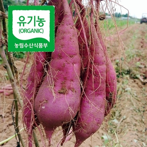 유기농인증 꿀 고구마 5kg, 1개 - 상품 이미지