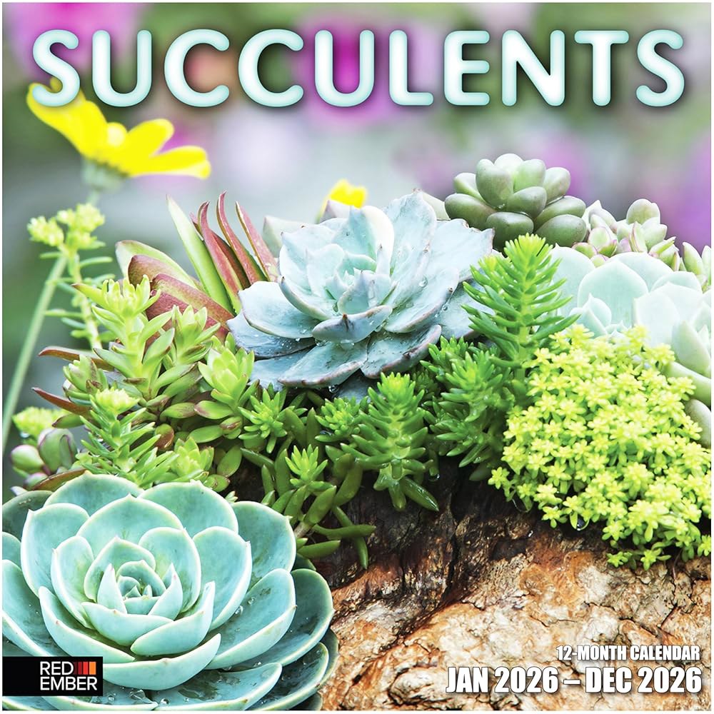 Succulents 2026 벽 달력 12개월 때 펼쳤을 선물 튼튼한 30.5cm 24인치) 두껍고 x 종이 61cm(12인치 01 - Succulents New 2026 - 상품 이미지