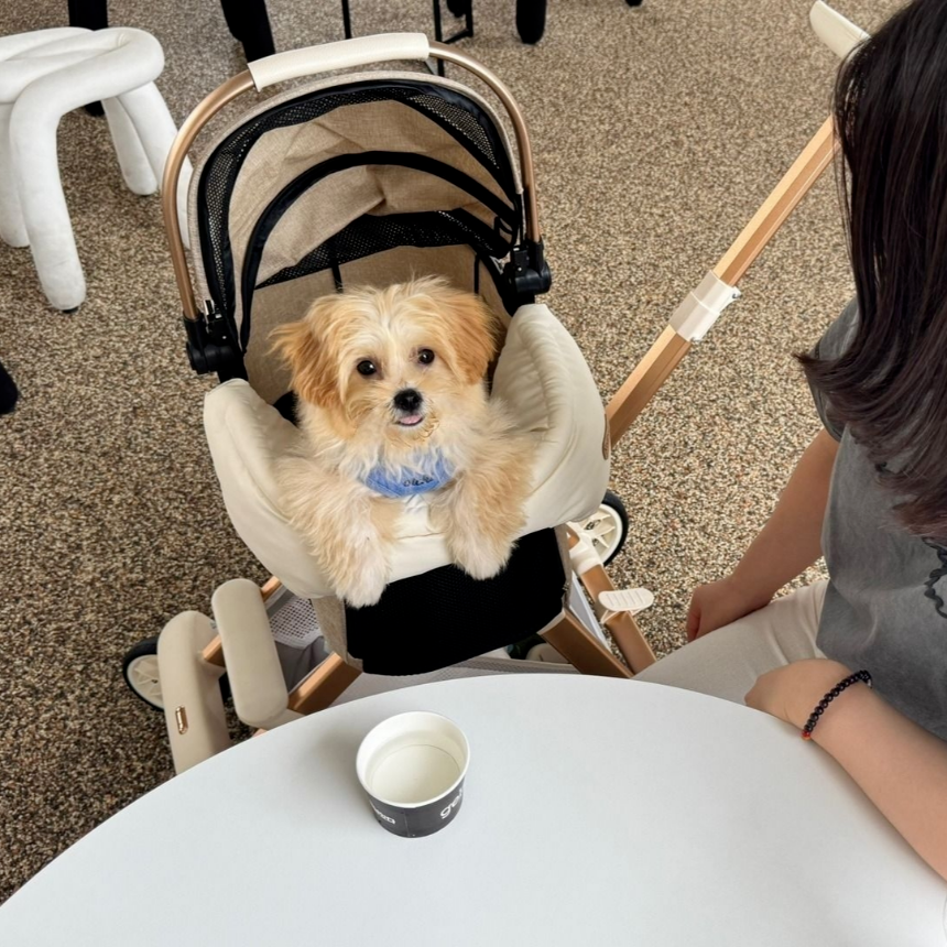 [대여] 냐오오 강아지 유모차 렌트