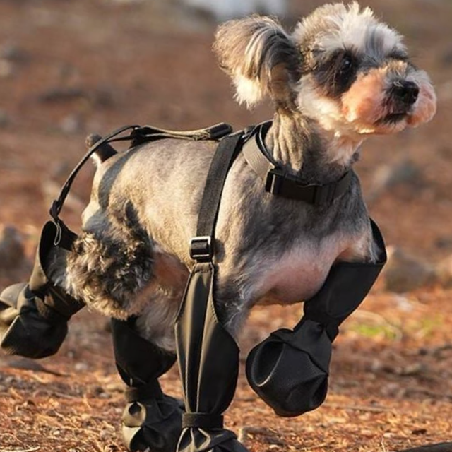 사계절 강아지 외출 신발 반려동물 방수 장화 블랙 S