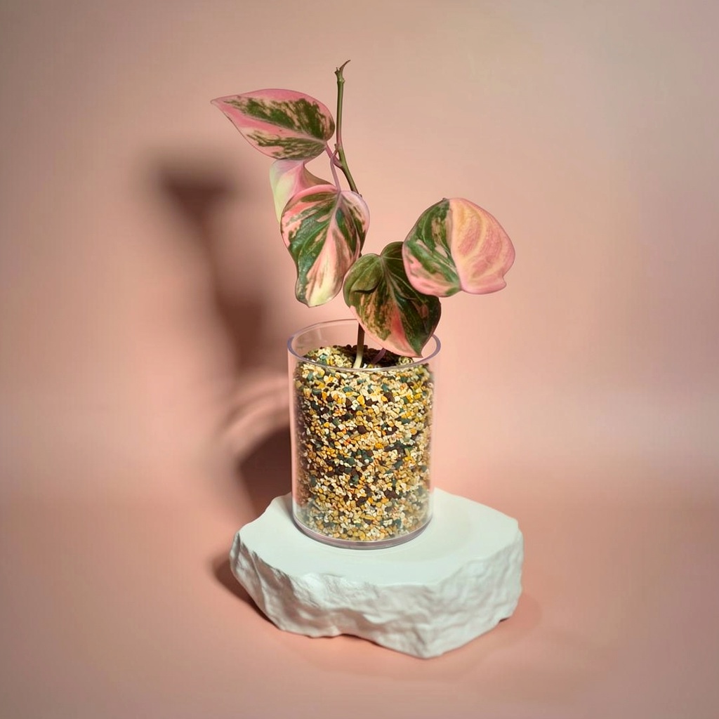 모가토 대용량 분갈이흙 경석 제오라이트 혼합토 프라임 8L 제품 이미지