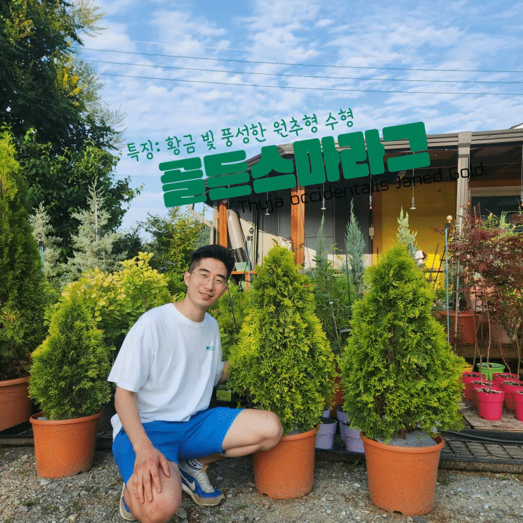 골든스마라그 3년 플러그묘 - 상세 이미지 5
