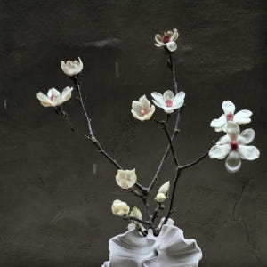 [NEW] 목련(매그놀리아) - 제철 꽃나무  절지 생화택배 꽃배송 다발... 솔직 후기 | 실사용자 리뷰 분석 - 상품 이미지 1