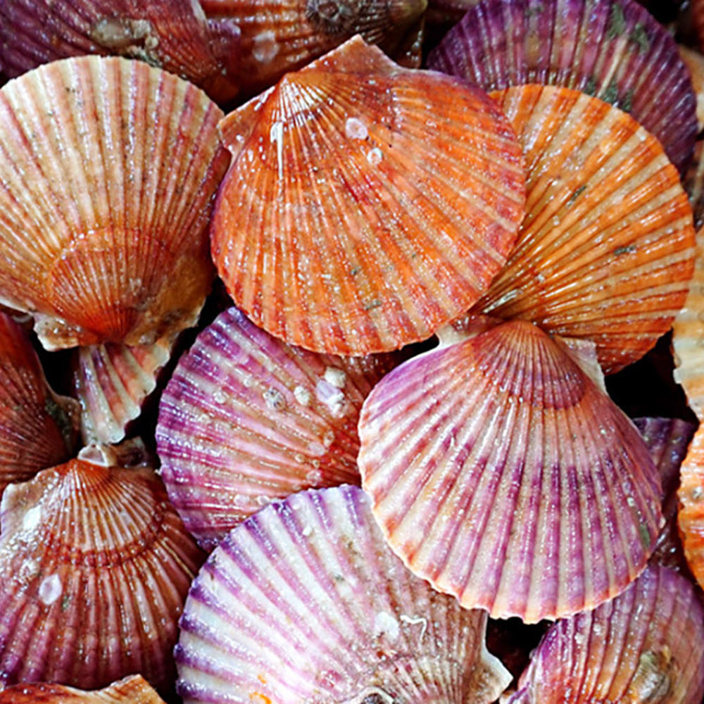 통영 홍가리비 4kg