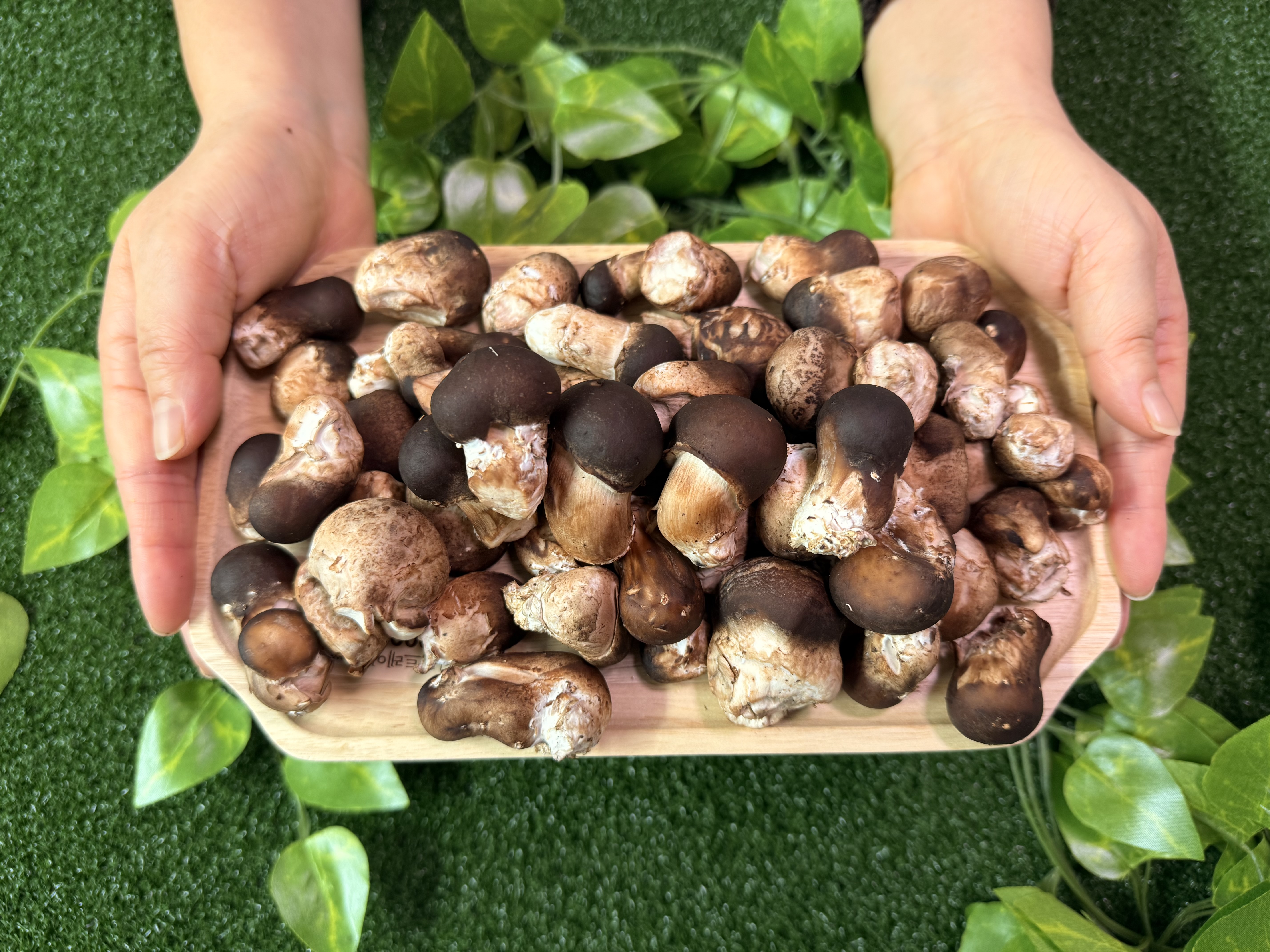 송이송이팜 참송이버섯 유기농가정용 참송이버섯 500g - 상세 이미지 2